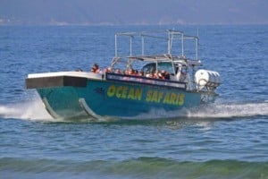 Dolphin & Whale Watching Cruises Plettenberg Bay Dolphin & Whale Watching Cruises Plettenberg Bay